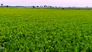 若いカップルが田んぼで激しくセックス