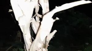 Lanet olsun! Üvey annemi dışarıda mastürbasyon ederken yakaladım!