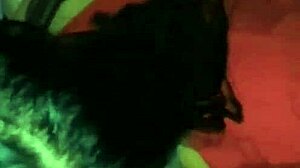 amateur blowjob session with verga