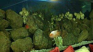 the sight of gal licking his choad gives fellow much delight