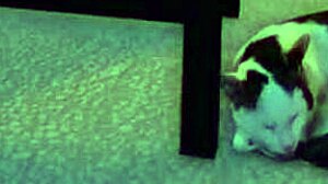 Unexpected steamy encounter in AntonelaChan's anime hentai.