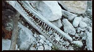 Watch the bride get fucked on the ranch.