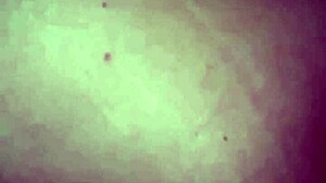 the woman enjoys using a big thick zucchini