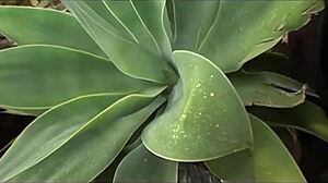 Tia Lane Gets Her Pussy Turned Out In The Shower