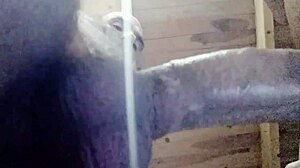 let's have some nice fucking with close up on curvy latina ass