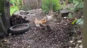 A chicken feeding station, how cool is that - tattoos and inked girls