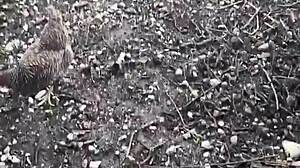 A chicken feeding station, how cool is that - tattoos and inked girls