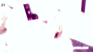 Man, I got cum all over my face after brutal double anal with 3 BBCs