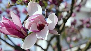 Who's Up for Wild Action?