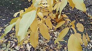 Autumn Romantic Lesbian Sex in Hut