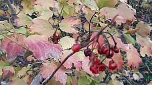 Autumn Romantic Lesbian Sex in Hut