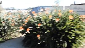 Brunette Caught Masturbating In Public Park