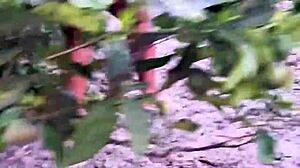 my evangelical neighbor picking fruits