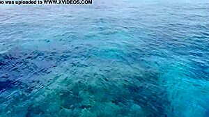 Okinawa hibiscus flower nipples