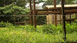 white girl caroline sweets stretched by bbc in interracial scene - reality!!