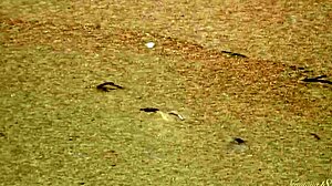 gorgeous teen agnes bathes naked in the ocean