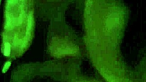 Hey, learn deepthroat with big black cock instructions here