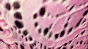 suggestive passionate sex with a prostitute in the room.