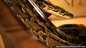 i'm a snake loverr from the far east