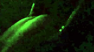 The cuckold husband watches his wife get fucked hard by the bull.