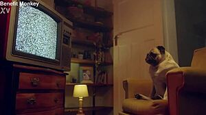 candee licious and lili charmelle, let's dive into this wild european threesome with toys and steamy oral sex