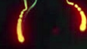 why does this stepfamily squirt debacle get so wild with lesbian scissoring, rimjobs, and juicy pussy licking?