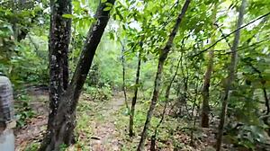 Do you think these amateur thai villagers enjoy rough sex in the forest publicly?