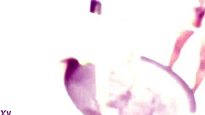 Double Anal Fucked As Dirty Slut Drinks Piss Squirts With Cum In Mouth