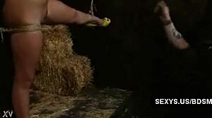 European babe with big ass and tits bound in extreme bondage cumming hard from pain and sex.