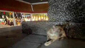 Nothing to see here, just a Thai lady feeding stray cats in a casual moment.