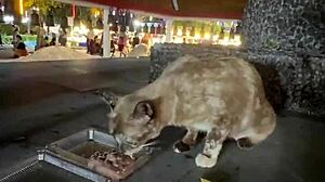Nothing to see here, just a Thai lady feeding stray cats in a casual moment.
