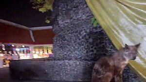 Nothing to see here, just a Thai lady feeding stray cats in a casual moment.