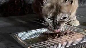 Nothing to see here, just a Thai lady feeding stray cats in a casual moment.