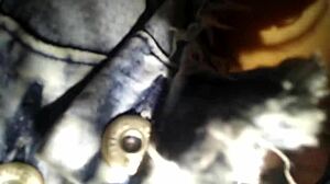 Missionary rough fuck creampie cheating Colombian wife big ass. Motel time ended so fucked her again clothed outdoors.