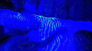 Submissive milf gives blowjob in close up view. She swallows cum in homemade couple scene.