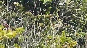 Amateur Blowjob And Doggy Style Fuck With Cum In Mouth Outdoors