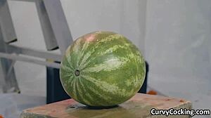 Pawg daisy stone smashing and fucking hard with big ass and blowjob