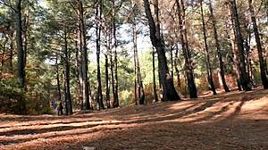 Amateur Russian Couple Outdoor Sex Where Photographer Licks Pussy And Fucks Nude Model In The Forest Homemade Style