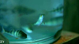 I love this Honey erotic art with Paul Black, it's got that kinky toy play in the cinema... wait, no, more like black toys and erotic vibes.