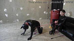 Masochist pet endures japanese dominatrix in latex catsuit domination!