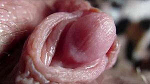 Explosive big clit throbs wildly in intimate closeup orgasm rush