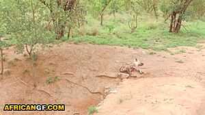 sexy ebony gf's tight pussy destroyed by huge white cock in rough pov pounding