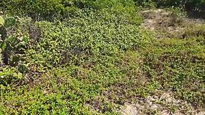 outdoor fun with deep sucking and steamy action