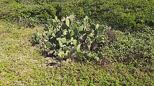 outdoor fun with deep sucking and steamy action