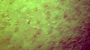 i’m rubbing my bbw curves with dildo 😍 big tits bouncing solo fun