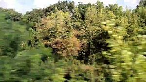 wanna see this ladyboy stroke hard on the road?