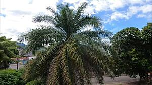 stepsis returns squeezes her white booty into lingerie for wild fuck session