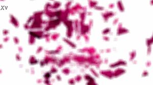 superb rimming busty spanish lya missy licks ass