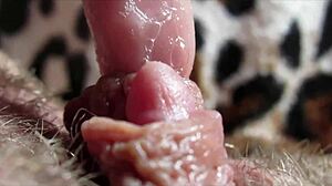 huge clit throbs wildly during intense rubbing and squirting orgasm