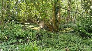 Brittany woods hide wild bent over blowjob and doggystyle escape